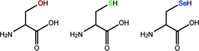セリン（Ser）、システイン（Cys）、セレノシステイン（Sec）の構造の図