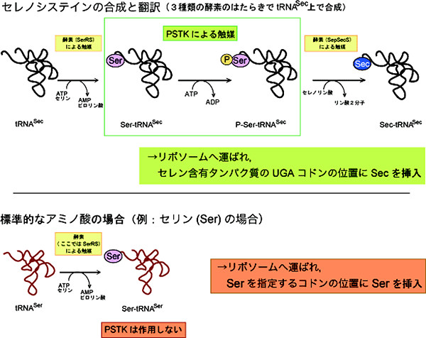 セレノシステイン（Sec）の生合成の図