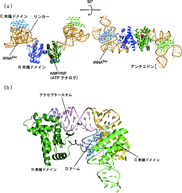 tRNASec・PSTK複合体の立体構造の図