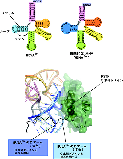 tRNASecの特徴的なDアームとPSTKのC末端ドメインの相互作用の図