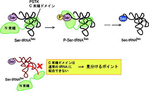 PSTKによるtRNASec認識の模式図の画像