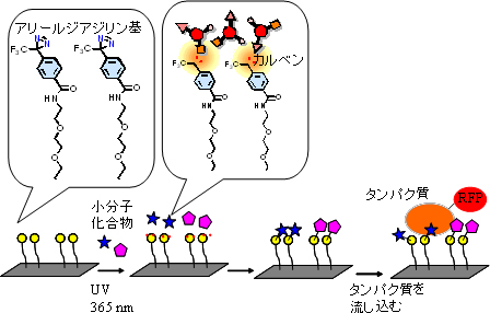 化合物アレイの製造方法と目的のタンパク質との結合反応の様子の図
