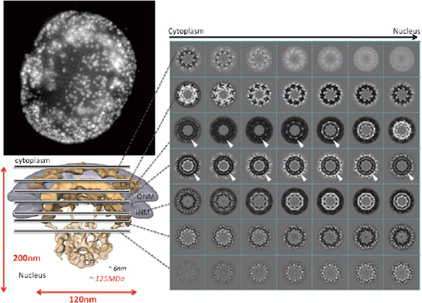 核膜孔複合体の構造の図