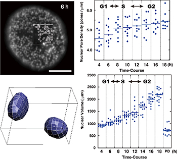 細胞周期を通した核膜孔複合体密度と細胞核体積の定量 （上）核膜孔複合体　（下）細胞核体積の図