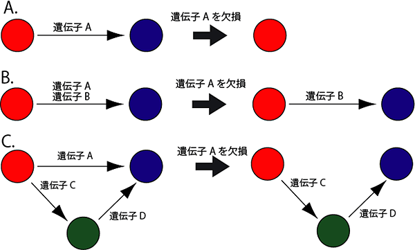 生命維持機能（頑健性）のメカニズムの図