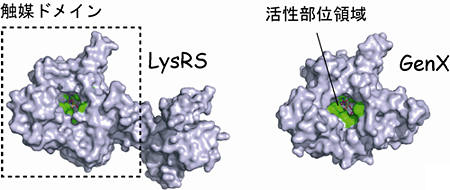 LysRSとGenXの構造の図
