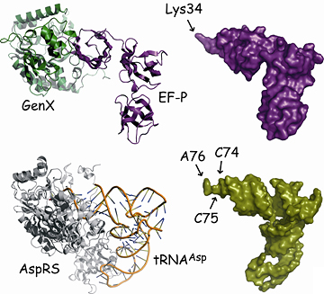 EF-P・GenX複合体とtRNA・aaRS複合体構造の比較の図