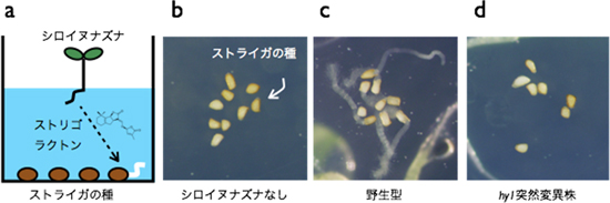 シロイヌナズナによるストライガの発芽刺激の図