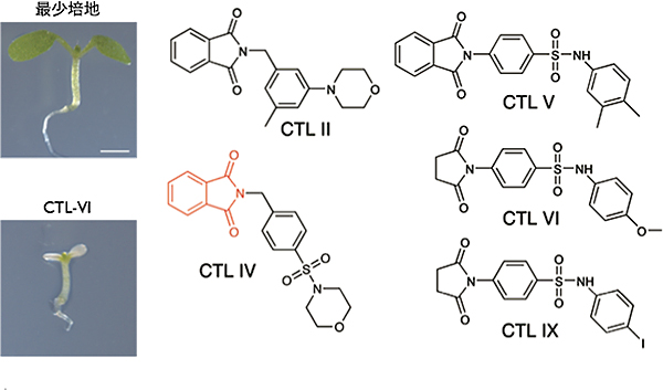 シロイヌナズナの発芽に対する作用（左）とコチルイミドの構造（右）の図