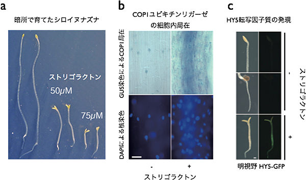 ストリゴラクトンの効果の図