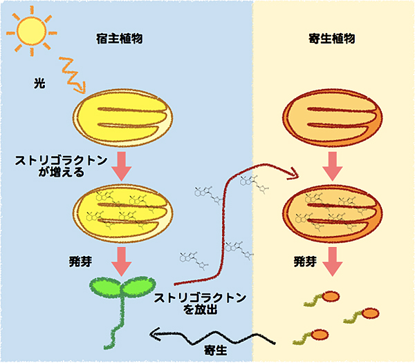 ストリゴラクトンの役割の図