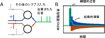 抑制性入力によって起きる神経細胞の瞬間的な非加算的応答の取り出しの図