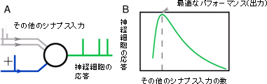 神経細胞のシナプス間の「非協調的な協調活動」の図