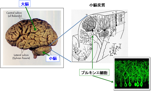小脳の構造とプルキンエ細胞の図