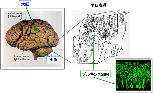 Es細胞からの小脳ニューロンの産生と移植に成功 理化学研究所