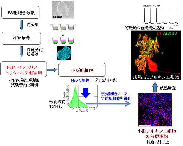 ES細胞からの小脳神経細胞（プルキンエ細胞）の産生と純化の図