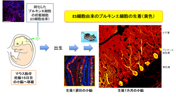 ES細胞由来のプルキンエ細胞のマウス小脳への移植の図