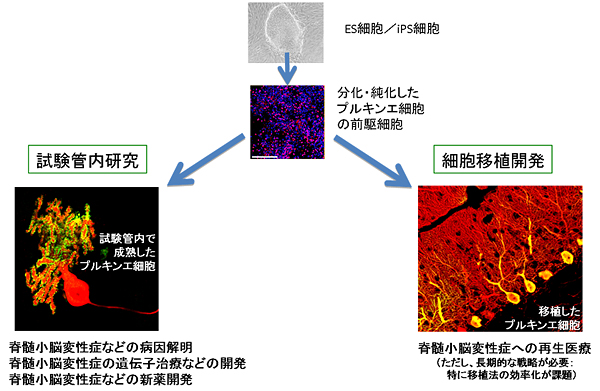 多能性幹細胞由来のプルキンエ細胞の医学利用の展望の図