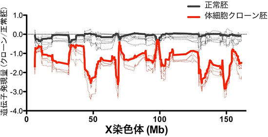体細胞クローン胚でのX染色体上遺伝子の発現低下（雄胚の例）の図