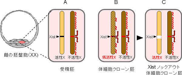 Xistノックアウト遺伝子座の利用による体細胞クローン胚の遺伝子発現改善の模式図（雌胚の例）の画像