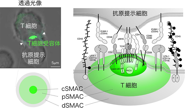 免疫シナプスの構造の図