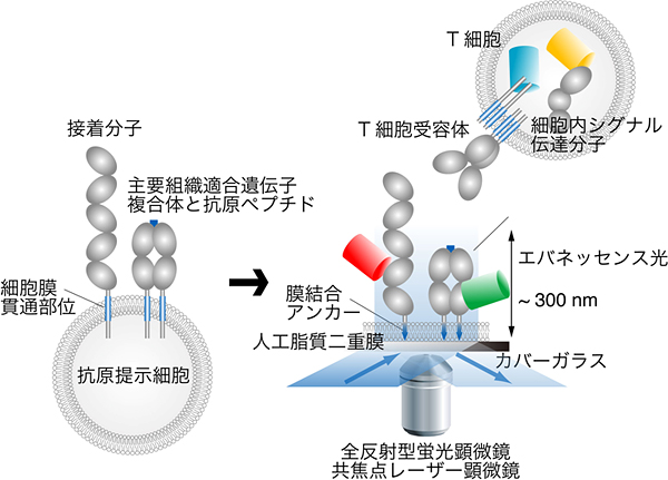プレイナーメンブレンによるT細胞受容体および細胞内分子の観察方法の図