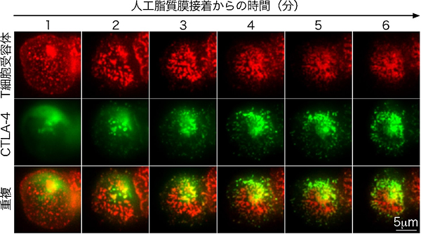 Ｔ細胞受容体とCTLA-4ミクロクラスターの蛍光顕微鏡観察の図