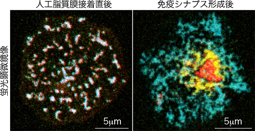 免疫シナプスにおけるCTLA-4とCD28クラスターの競合の図