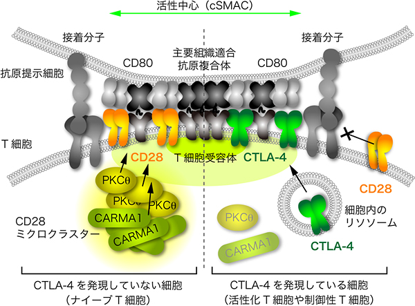 CTLA-4ミクロクラスターによるT細胞活性化の抑制機構の図