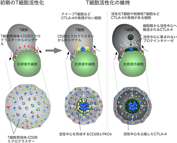 T細胞受容体ミクロクラスターモデルの図
