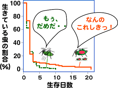 ソラマメヒゲナガアブラムシのシロツメクサ上での生存の図