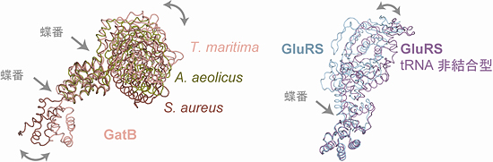 GatBとGluRSに見いだした蝶番構造の図