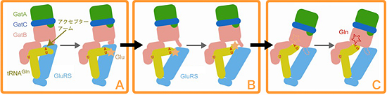 GluRSからGatCABへの反応中間体Glu-tRNAGlnの受け渡し機構の図