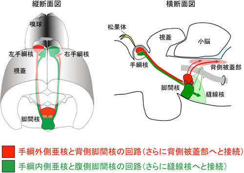 手綱核から脚間核、およびその先への投射パターンの図
