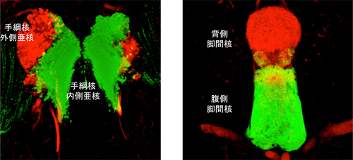 遺伝子組み換えゼブラフィッシュの手綱核とその脚間核への投射の図