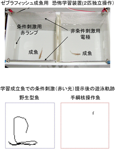 手綱核操作魚での恐怖行動選択の異常の図