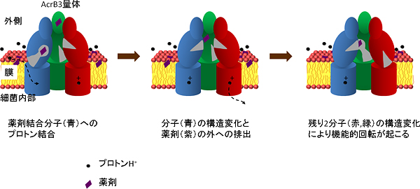 プロトン結合に起因したAcrBの薬剤排出と機能的回転の図