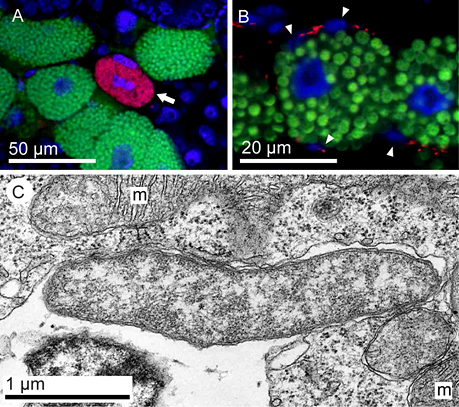 アブラムシ体内でリケッチエラ(赤)は二次菌細胞(A、矢印)と微小で扁平な鞘細胞(B、矢頭)に局在し、一次菌細胞に局在するブフネラ(緑)とは異なる分布を示す。青はアブラムシの細胞核。(C)リケッチエラの透過電子顕微鏡像。mはミトコンドリアの図