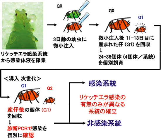 遺伝的背景が同一のリケッチエラ感染/非感染アブラムシ系統の作成方法の図