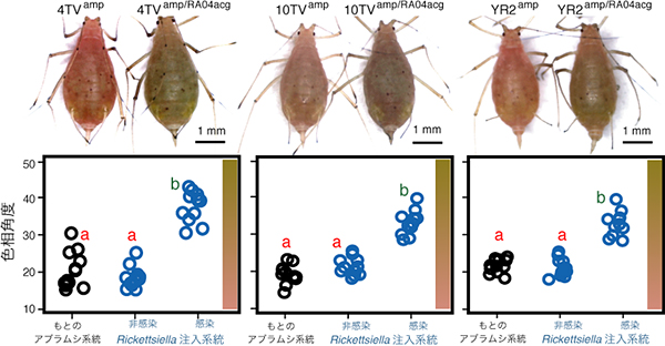 リケッチエラ感染による赤色アブラムシ系統の緑色への体色変化。リケッチエラ感染による赤色アブラムシ系統の緑色への体色変化。上段は外観。下段は体色の定量値（色相角度）。小さな値は赤色、大きな値は緑色を示す。グラフ右側におおよその体色を示してある。の図