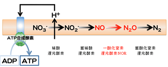 脱窒と硝酸呼吸によるATP生産の図