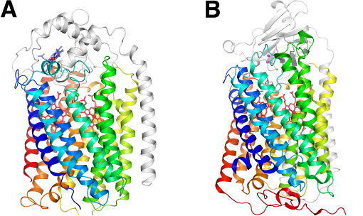 （A）緑膿菌のNORの全体構造と（B）ウシ心筋のCOXの主要サブユニットの構造比較の図