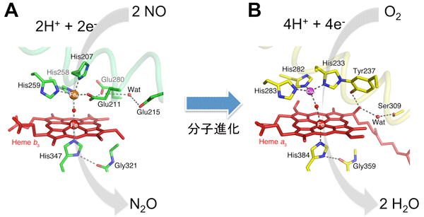 （A）NORと（B）COXの触媒活性中心の構造の図