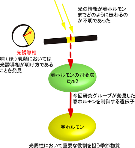 明け方の光によって春ホルモンが誘導される模式図