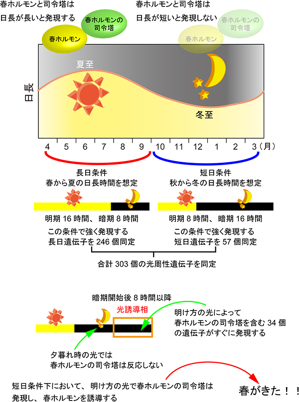 実験条件と光誘導相の図