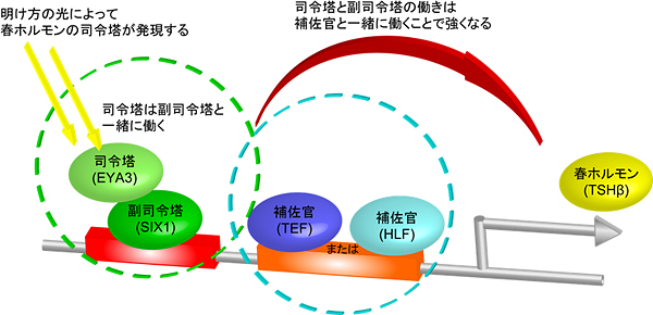 春ホルモンの誘導制御機構の図