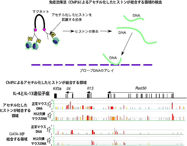 免疫沈降法を用いたアセチル化したヒストンに結合するDNA領域とGATA-3が結合するDNA領域の検出の図