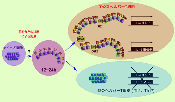 ナイーブT細胞がヘルパーT細胞へと運命付けがなされる分子メカニズムの図