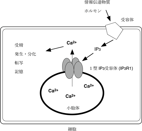 IP3受容体の構造と機能の図