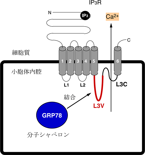 IP3R1に小胞体内腔から結合するタンパク質GRP78の発見の図